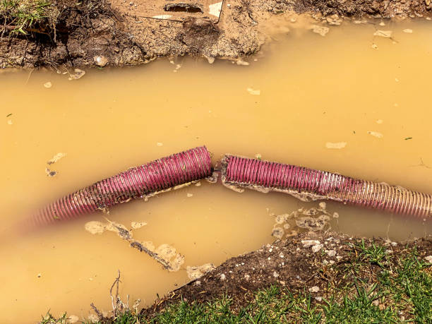 Best Professional water damage repair  in Lmar, DE